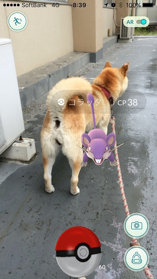 ポケモンgo ペットハナの情報